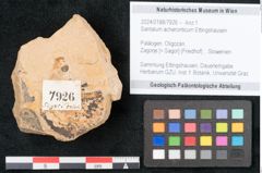 Foto (Objekt + Etikett) von Santalum acheronticum Ettingshausen (NHMW-GEO-2024-0188-7926)